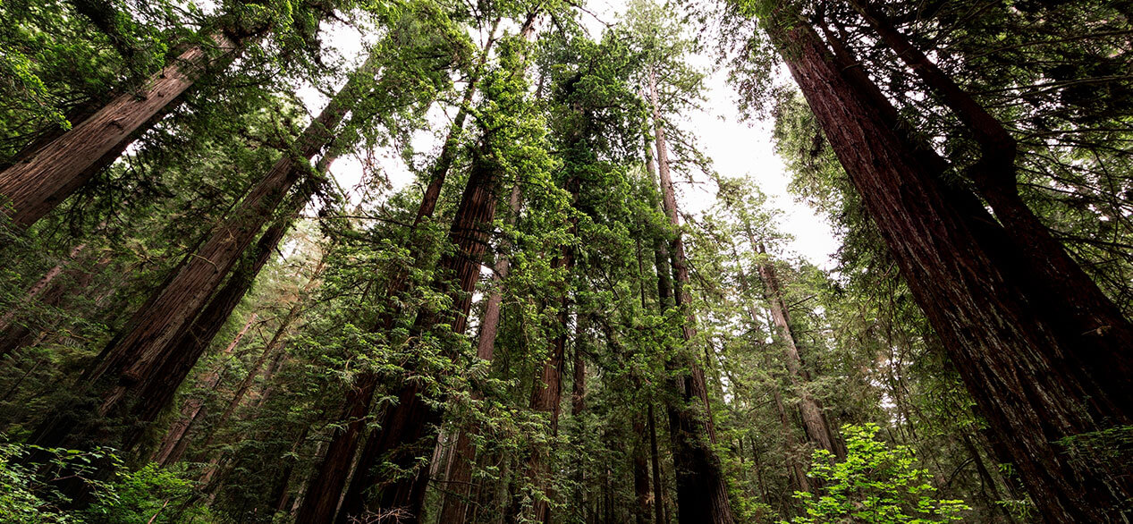 Los Parques Nacionales y Estatales de Redwood están ubicados en Estados Unidos, a lo largo de la costa norte de California.