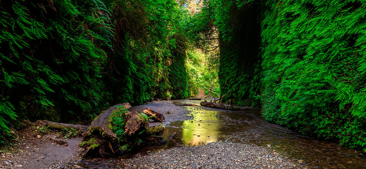 Redwood National Park 02 Moss covered tree in Fern Canyon California USA