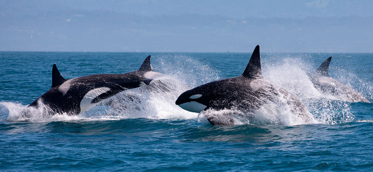 avistamiento de ballenas orcas