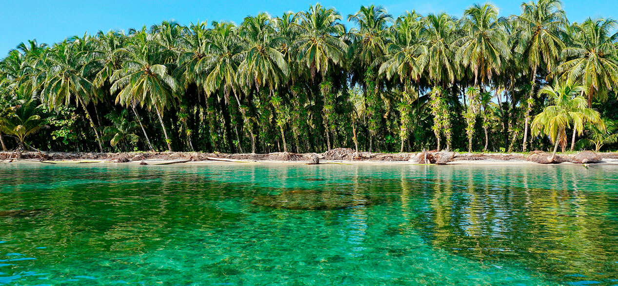 Cocoteros exuberantes con epífitos en la orilla tropical con agua clara